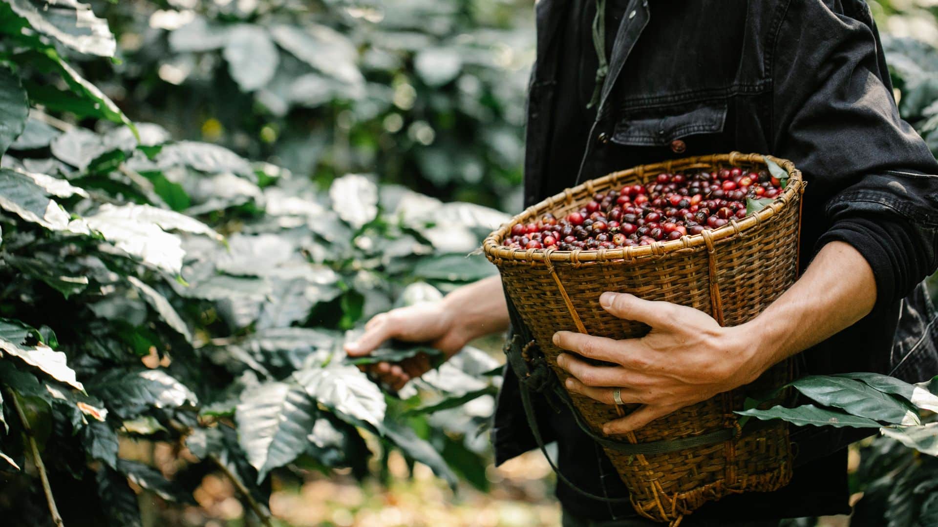 Colorado Pure - office coffee brewing options - coffee beans